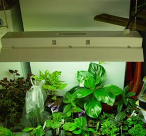 växtbelysning inomhus